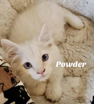 Rescue Siamese Cats for Adoption in Owasso, Oklahoma - Powder | PetCurious