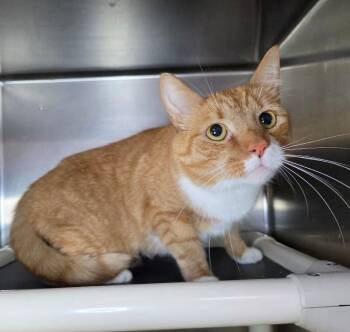 Jessie -  Domestic Short Hair Cat for Adoption in Roanoke, Virginia - Jessie | PetCurious