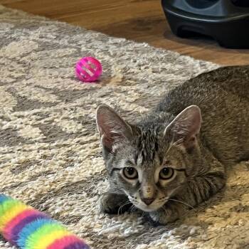 Baby Willow -  Domestic Short Hair Cat for Adoption in Louisville, Kentucky - Baby Willow | PetCurious