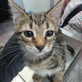 Purrito -  Domestic Short Hair Cat for Adoption in Duncan, Oklahoma - Purrito | PetCurious