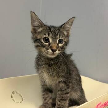 Fern -  Domestic Medium Hair Cat for Adoption in Columbus, Georgia - Fern | PetCurious