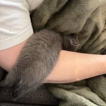 Dust Bunny -  Domestic Short Hair Cat for Adoption in Charlottesville, Virginia - Dust Bunny | PetCurious
