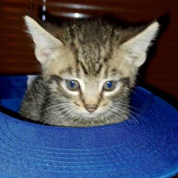 Rescue Domestic Short Hair Cats for Adoption in Evansville, Indiana - Comet | PetCurious