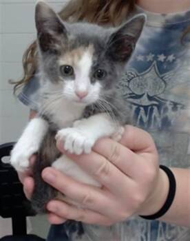 VIOLETA -  Domestic Short Hair Cat for Adoption in Salinas, California - VIOLETA | PetCurious