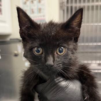 Fennec -  Domestic Short Hair Cat for Adoption in Greenville, South Carolina - Fennec | PetCurious