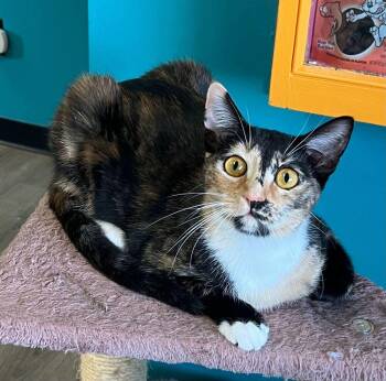 Domestic Short Hair Cats Available for Adoption in Mcpherson, Kansas - Indy | PetCurious