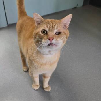 Domestic Short Hair Cats Available for Adoption in Lakewood, Colorado - Sherbert | PetCurious