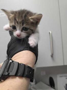 Kokomo -  Domestic Short Hair Cat for Adoption in Sevierville, Tennessee - Kokomo | PetCurious
