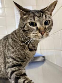 Domestic Short Hair Cats Available for Adoption in San Antonio, Texas - Milo Cyrus | PetCurious