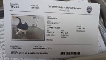 France -  Domestic Short Hair Cat for Adoption in Wichita, Kansas - France | PetCurious