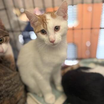 Spinner -  Domestic Short Hair Cat for Adoption in South Elgin, Illinois - Spinner | PetCurious