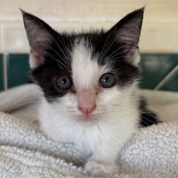 Ash Bloom -  Tuxedo and Domestic Short Hair Cat for Adoption in Friendswood, Texas - Ash Bloom | PetCurious