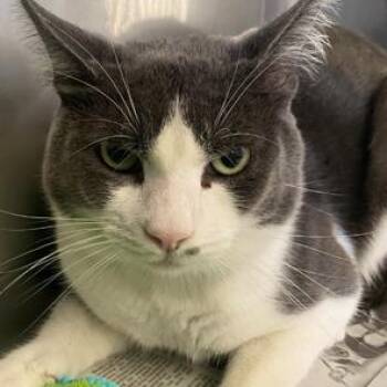 Macadamia -  Domestic Short Hair Cat for Adoption in Hawthorne, California - Macadamia | PetCurious