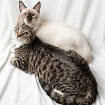Suki and Shiloh -  Siamese Cat for Adoption in Miami, Florida - Suki And Shiloh | PetCurious