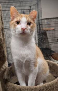 Domestic Short Hair Cats Available for Adoption in Hudsonville, Michigan - Carrot | PetCurious