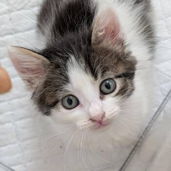 Vegas 23 -  Domestic Short Hair Cat for Adoption in Austin, Texas - Vegas 23 | PetCurious