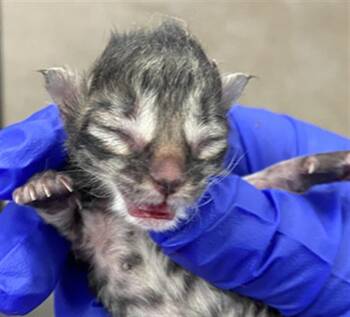 Domestic Short Hair Cats Available for Adoption in Dallas, Texas - SLATE | PetCurious