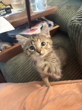 Georgia -  Domestic Short Hair Cat for Adoption in Plymouth, Michigan - Georgia | PetCurious