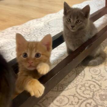 Ginger -  Domestic Short Hair Cat for Adoption in Silver Spring, Maryland - Ginger | PetCurious