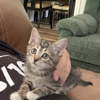Cat Damon -  Domestic Short Hair Cat for Adoption in Chattanooga, Tennessee - Cat Damon | PetCurious