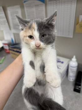 Domestic Short Hair Cats Available for Adoption in Bemidji, Minnesota - Amber | PetCurious