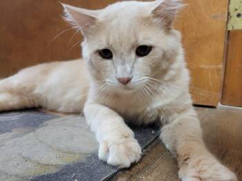 Ox -  Domestic Long Hair Cat for Adoption in Lorain, Ohio - Ox | PetCurious