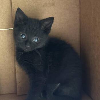 Domestic Short Hair Cats Available for Adoption in Hoffman Estates, Illinois - Opal | PetCurious