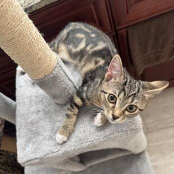 Misha -  Domestic Short Hair and Tabby Cat for Adoption in Lake Monroe, Florida - Misha | PetCurious