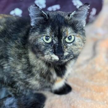 Rescue Domestic Short Hair Cats for Adoption in Redwood Valley, California - Cleo | PetCurious
