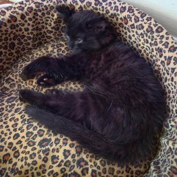 Ghanima -  Domestic Long Hair and Norwegian Forest Cat Cat for Adoption in Huntsville, Alabama - Ghanima | PetCurious