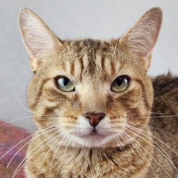 Willie -  Domestic Short Hair Cat for Adoption in New York, New York - Willie | PetCurious