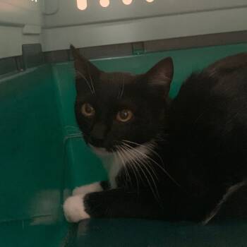 Rescue Domestic Short Hair Cats for Adoption in Lynchburg, Virginia - Sydney | PetCurious