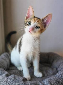 Bubbles -  Domestic Short Hair Cat for Adoption in Harrison Township, New Jersey - Bubbles | PetCurious