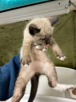 Siamese Cats Available for Adoption in Riverside, California - A1917250 | PetCurious