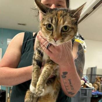 Domestic Short Hair Cats Available for Adoption in Fredericksburg, Virginia - Paper Spock | PetCurious