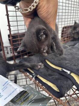 Domestic Short Hair Cats Available for Adoption in Houston, Texas - A654620 | PetCurious