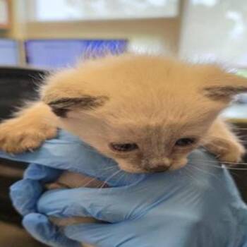 Hazel -  Domestic Short Hair Cat for Adoption in Grantsville, Utah - Hazel | PetCurious