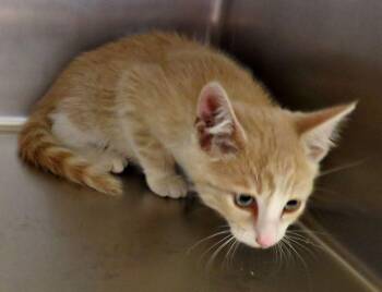 Bowen -  Domestic Short Hair Cat for Adoption in Lexington, Virginia - Bowen | PetCurious