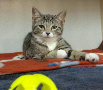 MACAROON -  Tiger Cat for Adoption in Delhi, New York - MACAROON | PetCurious