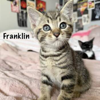 Franklin -  Domestic Short Hair Cat for Adoption in Pleasant Hill, California - Franklin | PetCurious