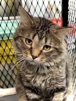Rescue Domestic Long Hair Cats for Adoption in Estherville, Iowa - Tiptree | PetCurious