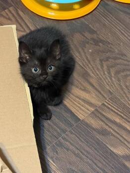 Domestic Medium Hair Cats Available for Adoption - Stormy | PetCurious