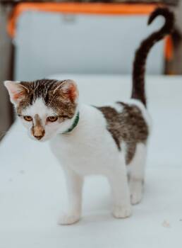 Rescue Domestic Short Hair Cats for Adoption in Le Mars, Iowa - Billy The Kid (Green Collar) | PetCurious