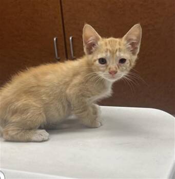 R HIND -  Domestic Short Hair Cat for Adoption in Rancho Cucamonga, California - R HIND | PetCurious