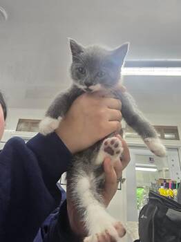 Trumpet -  Domestic Short Hair Cat for Adoption in Glenfield, New York - Trumpet | PetCurious