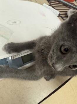 Sinclair -  Domestic Short Hair Cat for Adoption in Farmers Branch, Texas - Sinclair | PetCurious