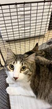 Domestic Short Hair Cats Available for Adoption in Doral, Florida - ROSY | PetCurious