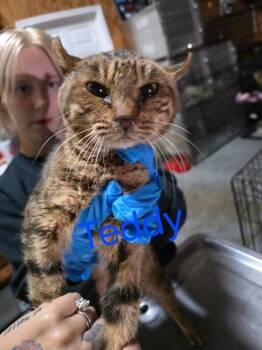 Rescue Highland Fold Cats for Adoption in Zimmerman, Minnesota - Teddy | PetCurious