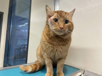 Domestic Short Hair Cats Available for Adoption - GALILEO | PetCurious