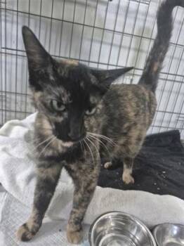 Pumpkininni -  Domestic Short Hair Cat for Adoption in Simcoe, Ontario - Pumpkininni | PetCurious
